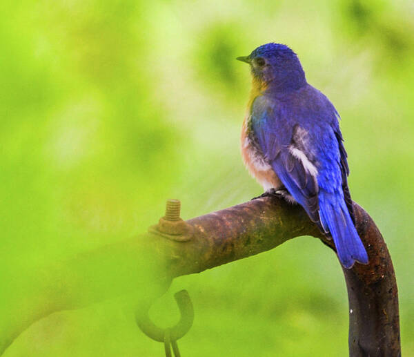 Bird Poster featuring the photograph Blue Bird by Chuck Brown