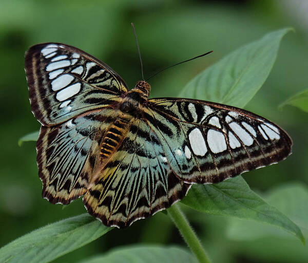 Blue Clipper Butterfly Poster featuring the photograph Blue Clipper Butterfly open by Ronda Ryan