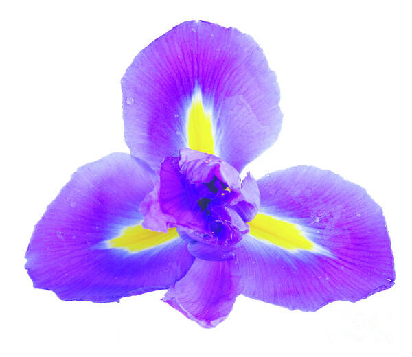 Iris Poster featuring the photograph Blue Iris Flower by Anastasy Yarmolovich