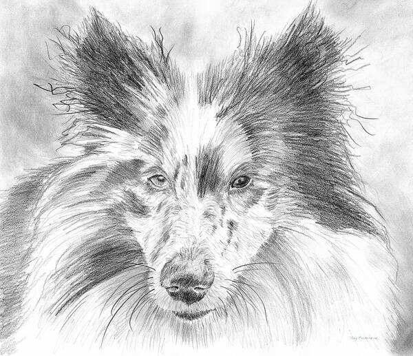 Schooner Poster featuring the painting Blue Merle Sheltie Graphite Drawing by Amy Kirkpatrick