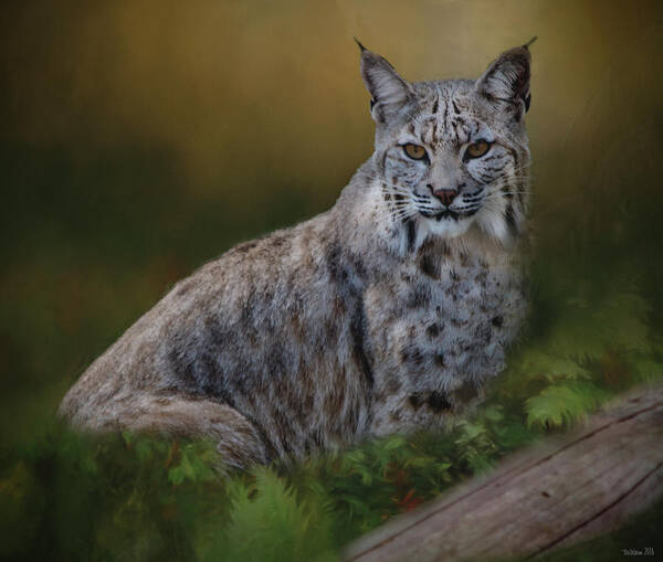 Tl Wilson Photography Poster featuring the photograph Bobcat on Alert by Teresa Wilson