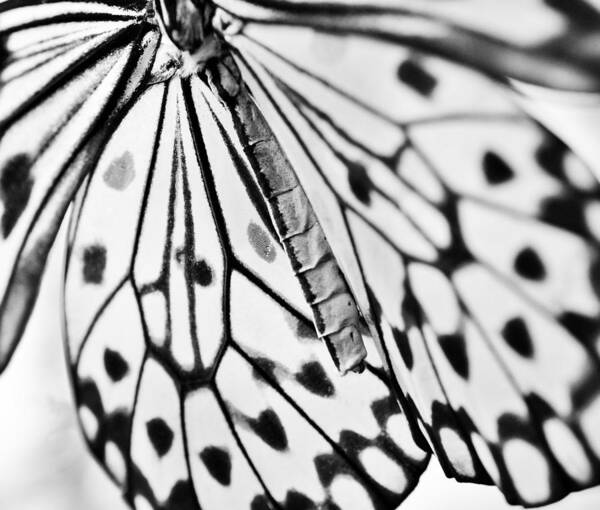 Butterfly Wings Poster featuring the photograph Butterfly Wings - Black and White by Marianna Mills