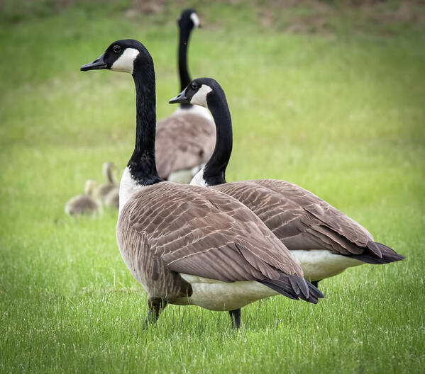 Canada Poster featuring the photograph Canada Geese by Richard Goldman