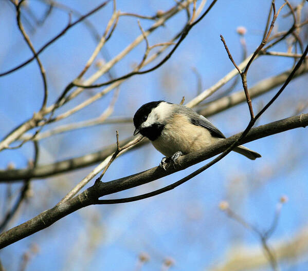 Aviary Poster featuring the photograph Chickadee by Cathy Harper