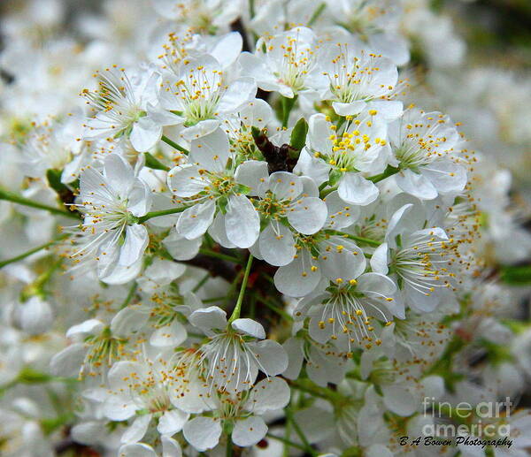 Chickasaw Plum Poster featuring the photograph Chickasaw Plum Blooms by Barbara Bowen