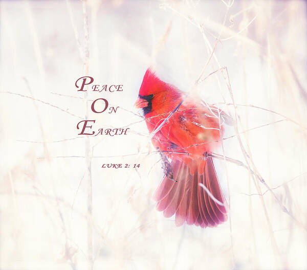 Cardinal Poster featuring the photograph Christmas Card by Kay Jantzi