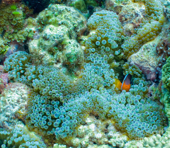 Fish Poster featuring the photograph Clownfish Peek-A-Boo by Brian Governale