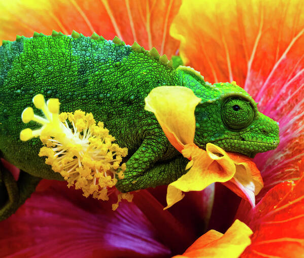 Chris Johnson Poster featuring the photograph Colorful Chameleon by Christopher Johnson