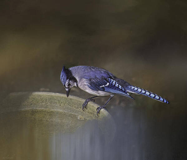 Bluejay Poster featuring the photograph Contemplation by Mary Clough
