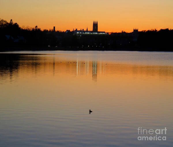 Cormorant Poster featuring the photograph Cormorants Swimming at Sunset by Beth Myer Photography