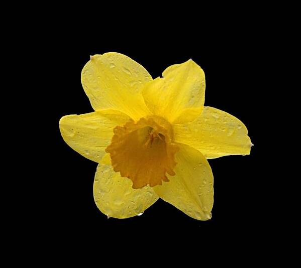Spring Poster featuring the photograph Daffodil by Newwwman