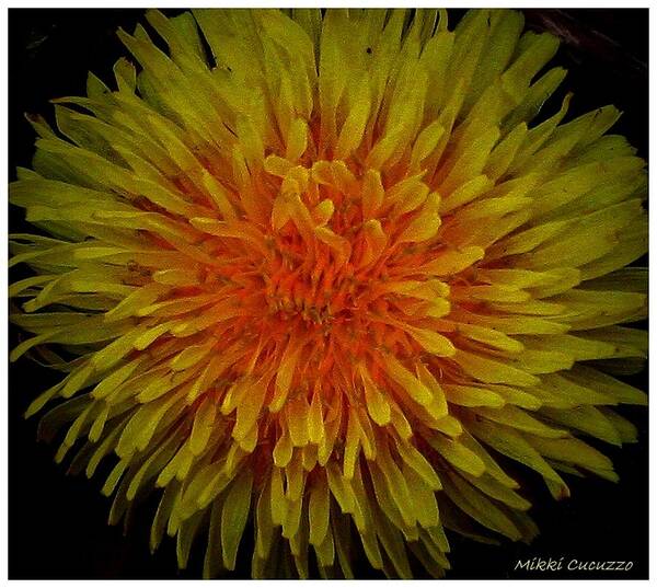 Flower Poster featuring the photograph Dandelion by Mikki Cucuzzo