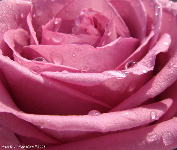 Rose Poster featuring the photograph Dewy Rose by Nicole I Hamilton