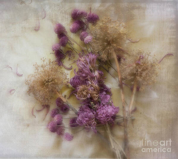 Floral Photography Poster featuring the photograph Dried Flowers by Ann Jacobson