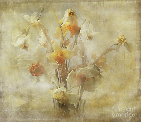 Flowers Poster featuring the photograph Dried Narcissus by Ann Jacobson