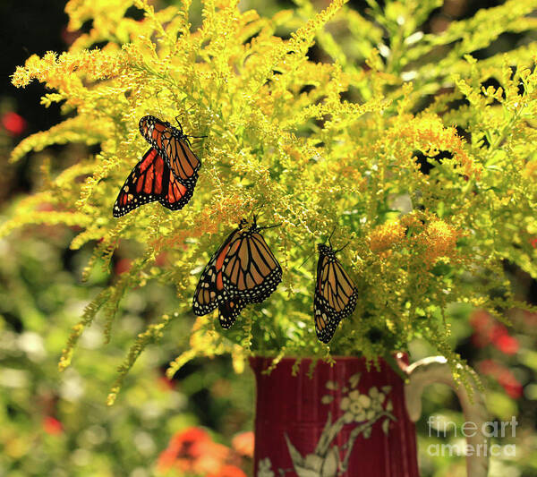 Goldenrod Flowers Photo Poster featuring the photograph Flowers and Butterfies in Red Vase Photo by Luana K Perez