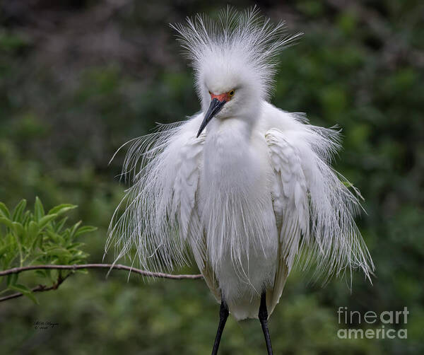 Snowy Poster featuring the photograph Fluffy Snowy Egret by DB Hayes