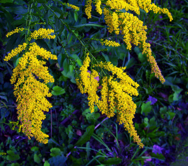 Yellow Flowers Poster featuring the photograph Goldenrod by Shawna Rowe