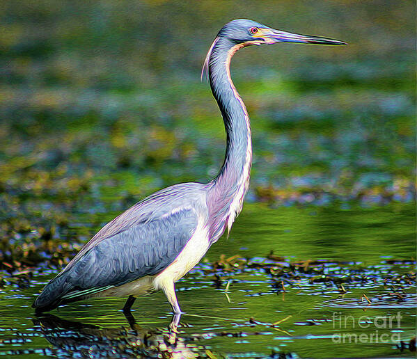 Nature Poster featuring the painting Gorgeous Tricoloured Heron  by DB Hayes