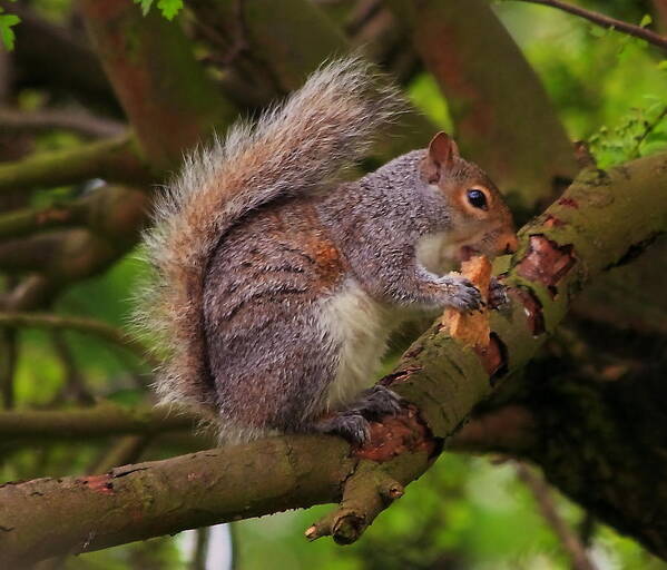 Grey Squirrel Eastern Tree Rodent Tail Bushy North America Great Britain Feeding Animal Nature Wildlife White Fur Poster featuring the photograph Grey squirrel by Jeff Townsend