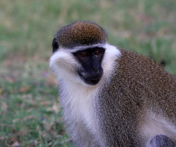 Monkey Poster featuring the photograph Grivet Monkey Ethiopia by Aidan Moran