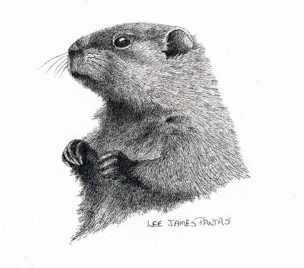 Woodchuck Poster featuring the drawing Groundhog or Woodchuck by Lee Pantas