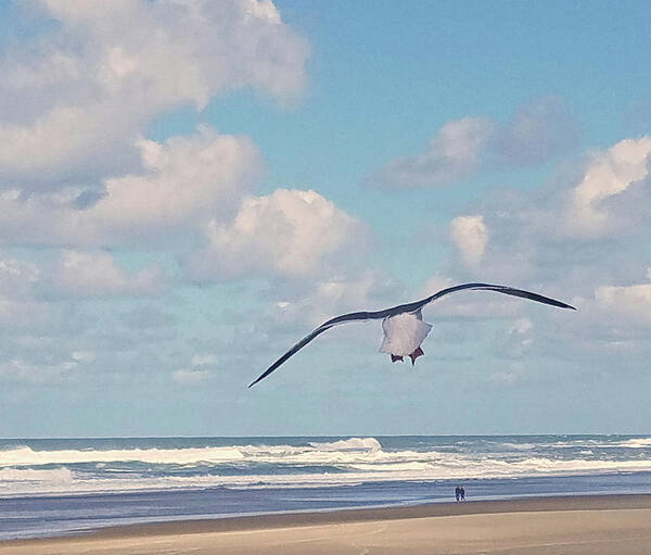 Seagulls Poster featuring the photograph Gull Getaway by Suzy Piatt