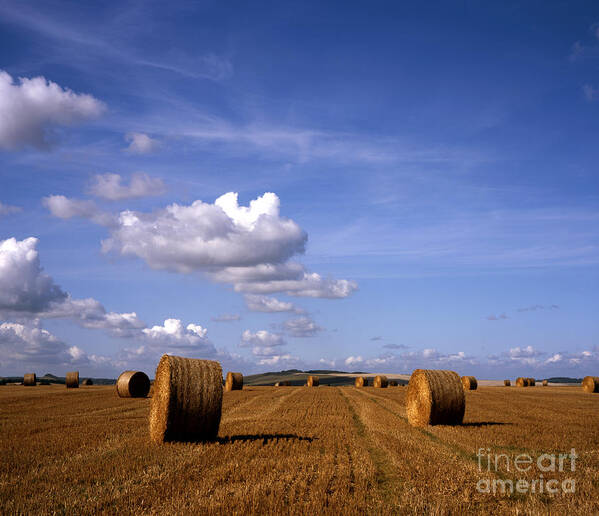 Hay Bales Wiltshire Downs Warminster Wiltshire Poster featuring the photograph Hay Bales in a field on The Wiltshire Downs Warminster Wiltshire England by Michael Walters