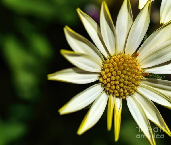 Daisy Poster featuring the photograph He Loves Me by Diana Mary Sharpton