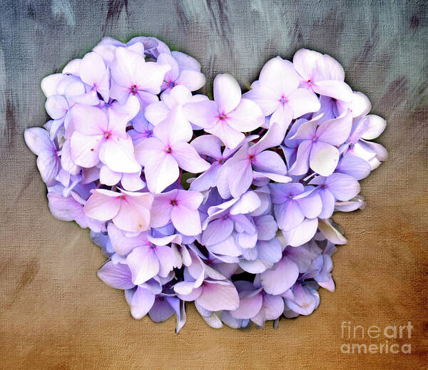 Hydrangea Poster featuring the photograph Heart Hydrangea by Clare VanderVeen