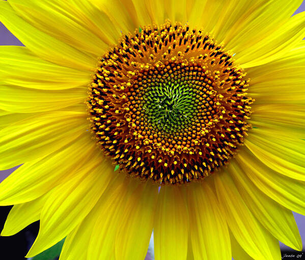Sunflower Poster featuring the photograph Heart of a Sunflower by JoAnn Lense