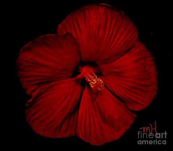 Photo Poster featuring the photograph Hibiscus By Moonlight by Marsha Heiken