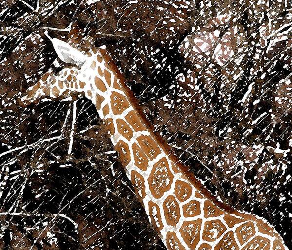 Giraffe Poster featuring the photograph Hidden Treasure by Rodger Mansfield