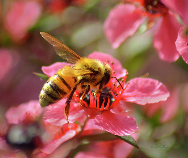 Bee Poster featuring the photograph Honeybee on Tea Tree Blossom by Brian Tada