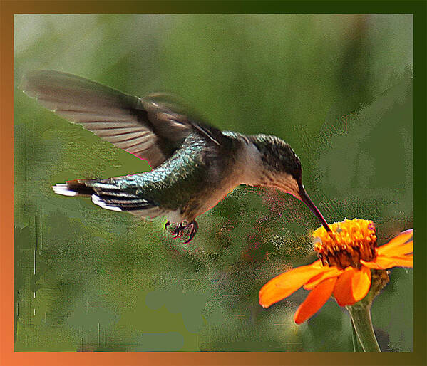 Green Poster featuring the photograph Hummingbird Art by Suanne Forster