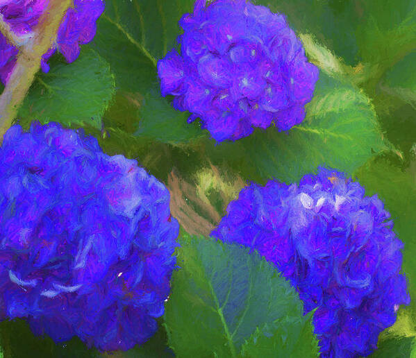 Purple Poster featuring the photograph Hydrangeas in Purple by Kathy Clark