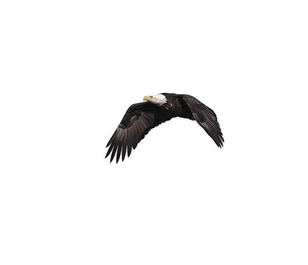 American Bald Eagle Poster featuring the photograph Isolated Eagle 2017-1 by Thomas Young