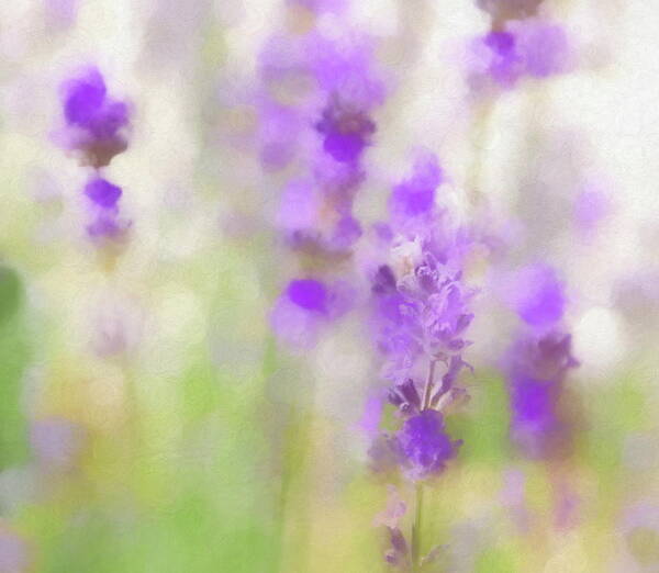 Lavender Poster featuring the photograph Lavender Fields Forever by Andrea Kollo
