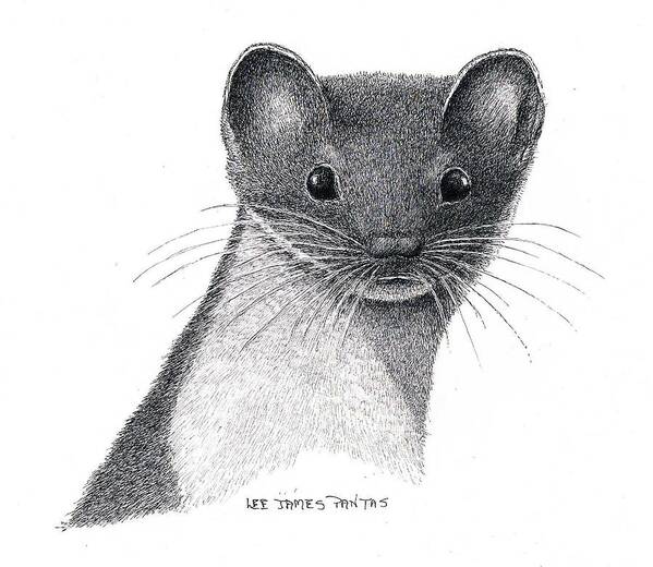 Weasel Poster featuring the drawing Least Weasel by Lee Pantas