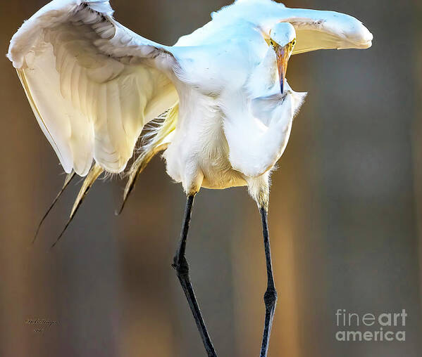 Egrets Poster featuring the photograph Legs by DB Hayes