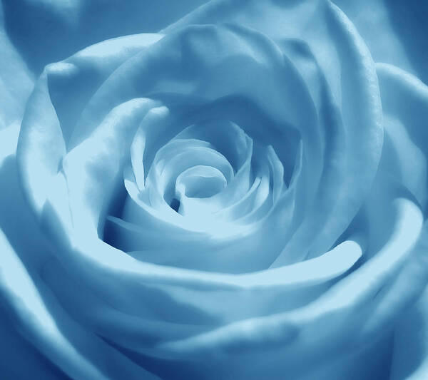 Rose Poster featuring the photograph Light Blue Dream by Johanna Hurmerinta