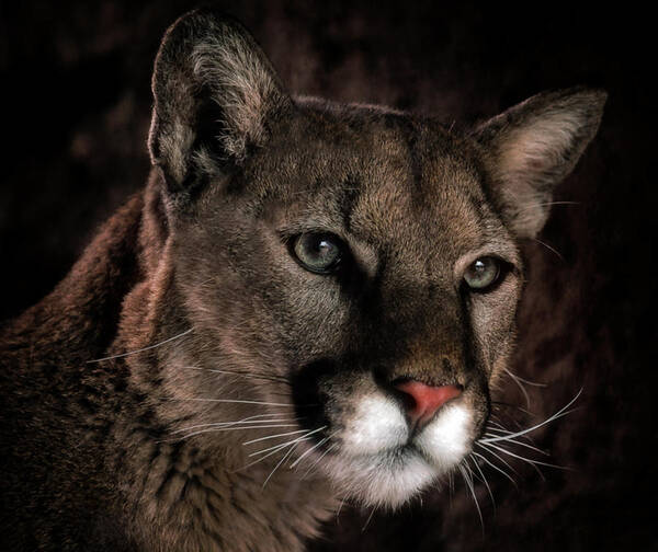 Mountain Lions Poster featuring the photograph Locked Onto Prey by Elaine Malott