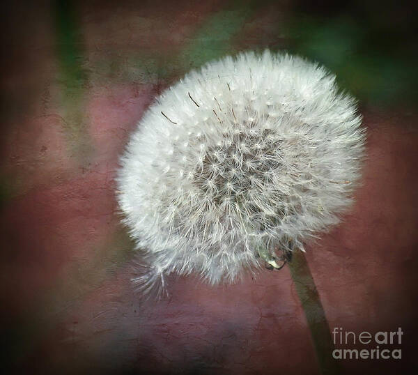 Dandelion Poster featuring the photograph Make A Wish by Kerri Farley