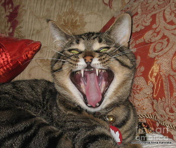 Cats Poster featuring the photograph Monty's yawn by Jolanta Anna Karolska