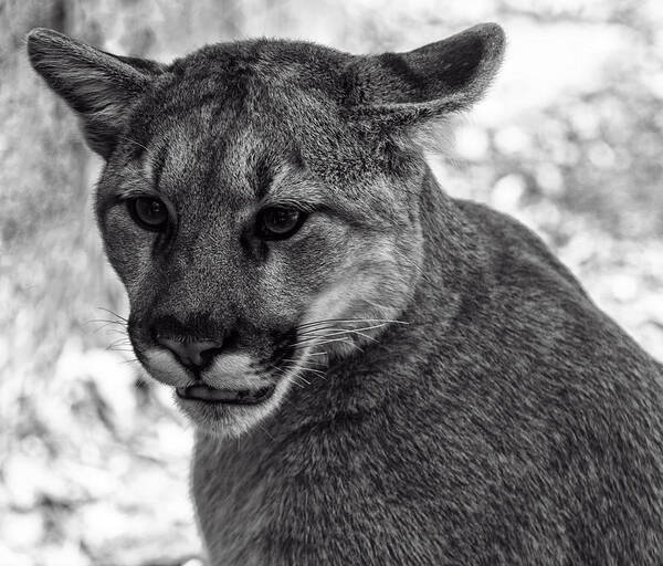 Animals Poster featuring the photograph Mountain Lion BW by Flees Photos