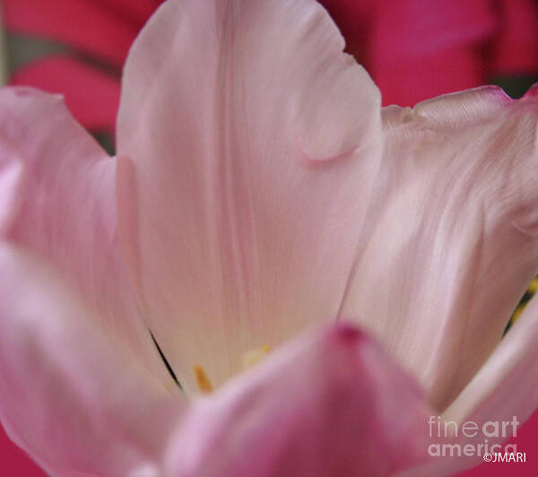 #tulip Beauty. #interiordesign Poster featuring the photograph Muse by Jacquelinemari