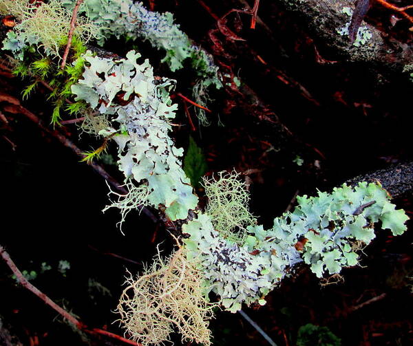 Lichen Poster featuring the photograph Natural Still Life #2 by Larry Bacon