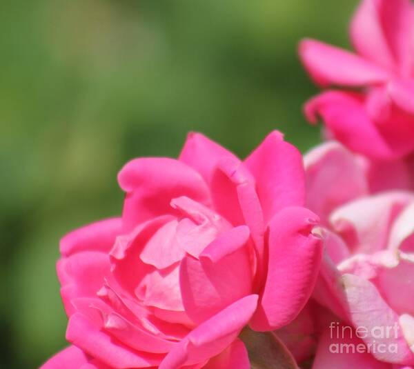 Pink Poster featuring the photograph Nature's Beauty 4 by Deena Withycombe