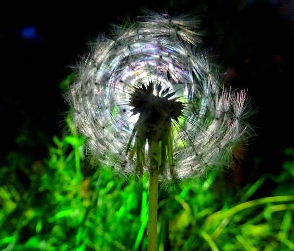 Dandelion Poster featuring the photograph Night clock by Susan Baker