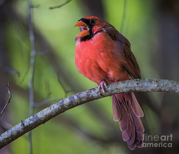 Nature Poster featuring the photograph Northern Cardinal - Male by DB Hayes